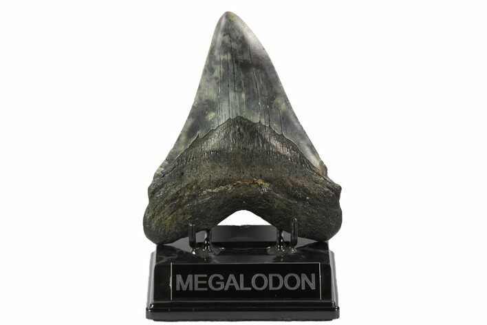 Fossil Megalodon Tooth - South Carolina #122240